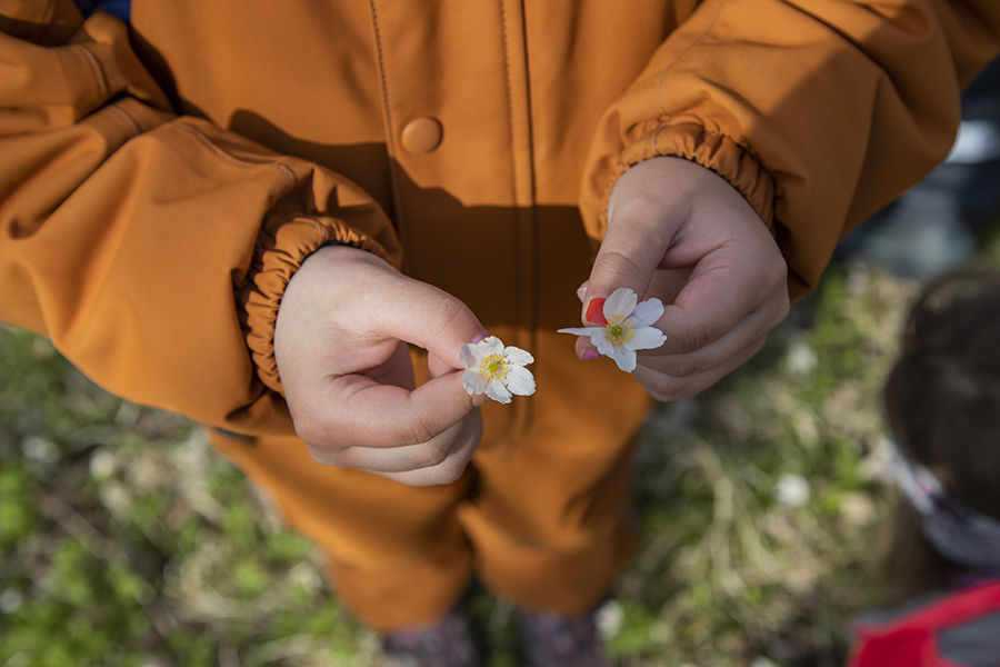 Et barn i en oransje frakk holder to små hvite blomster i hendene, stående utendørs på gress. Fokuset er på hendene og blomstene, med barnets ansikt ute av syne.