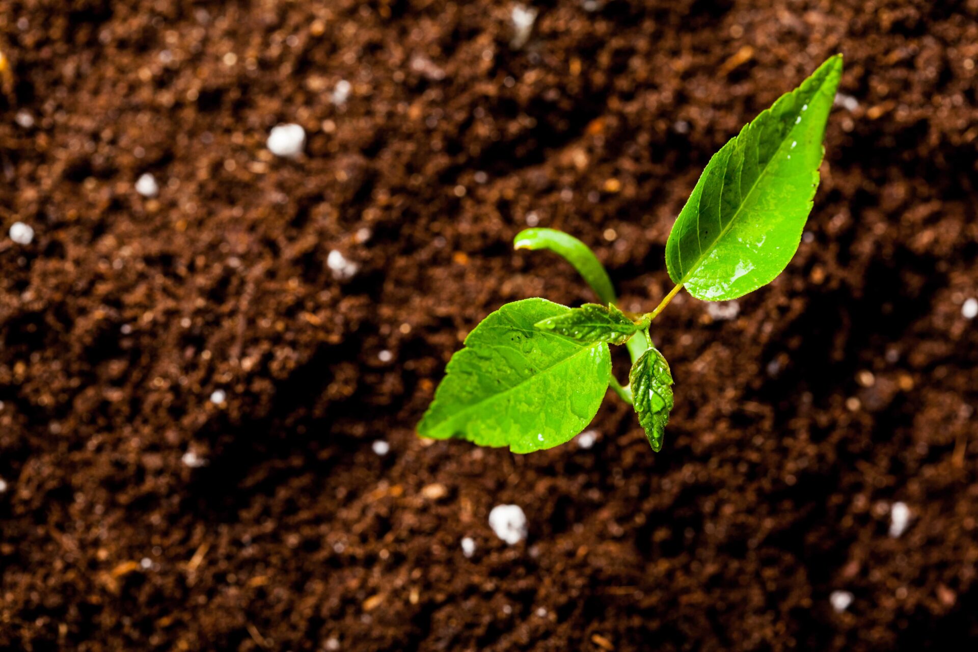 En liten grønn plante med friske blader vokser i mørk, fuktig jord, og symboliserer nytt liv og vekst.