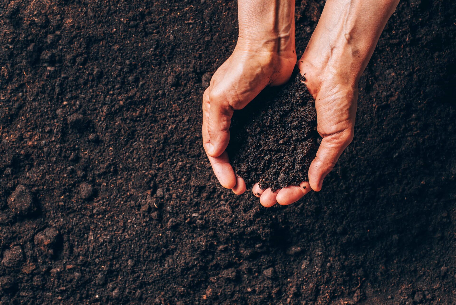 Dirty woman hands holding dark moist soil agricul 2024 10 13 18 10 13 utc