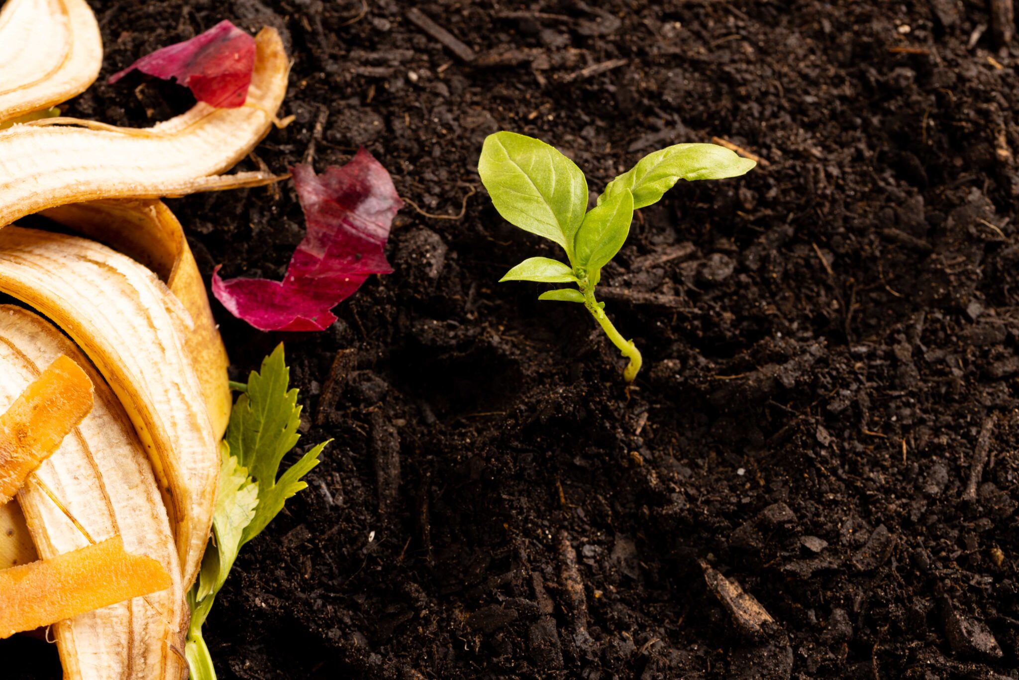 Organic fruit and vegetable waste for composting a 2025 04 03 23 08 29 utc
