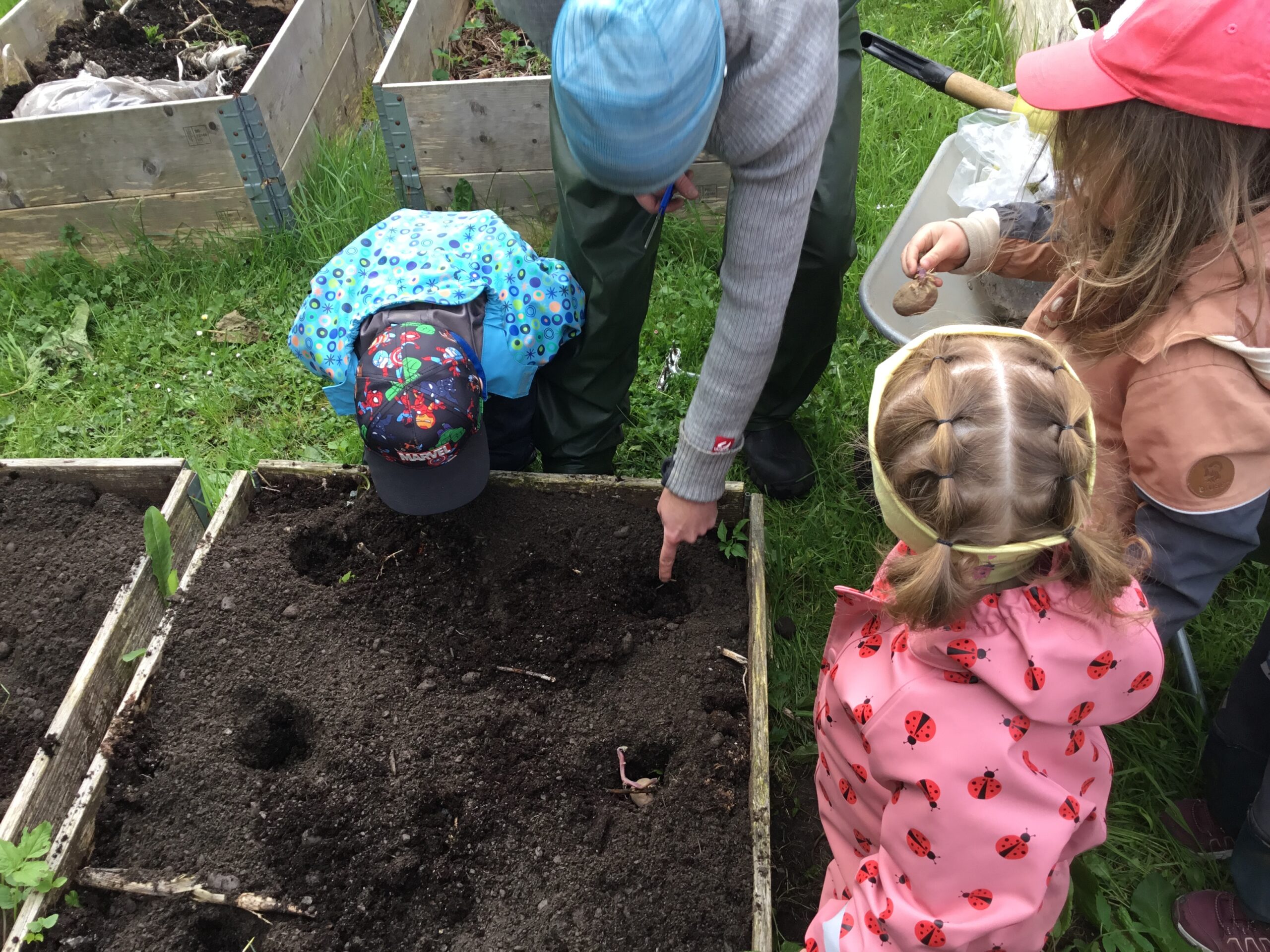 Tre små barn i fargerike uteklær er samlet rundt et opphøyet hagebed og planter frø i jord sammen med en voksen. Den voksne peker på jorden, mens de andre følger nøye med.