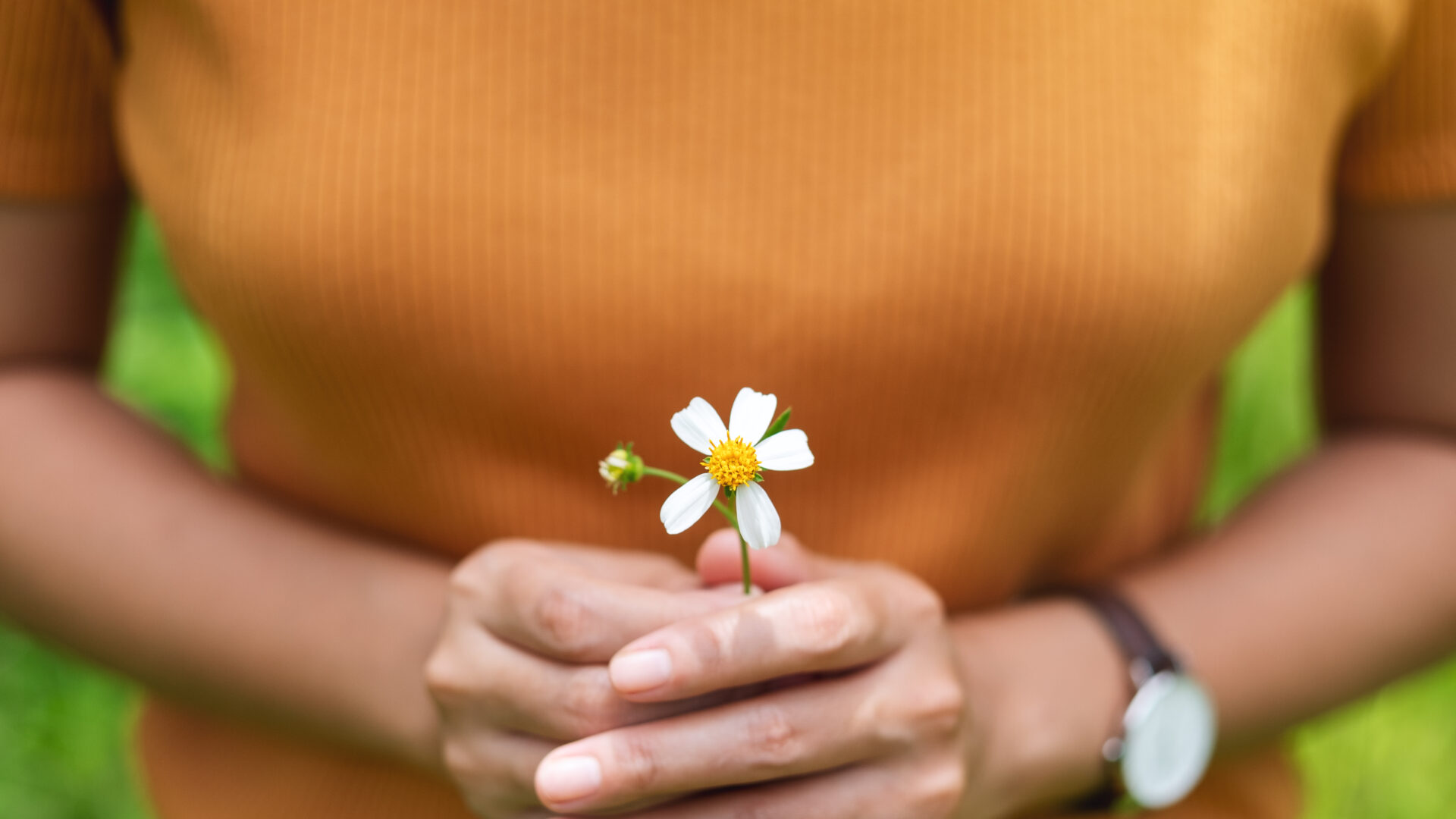 Closeup image of a woman holding Biden Alba or Spanish needles f