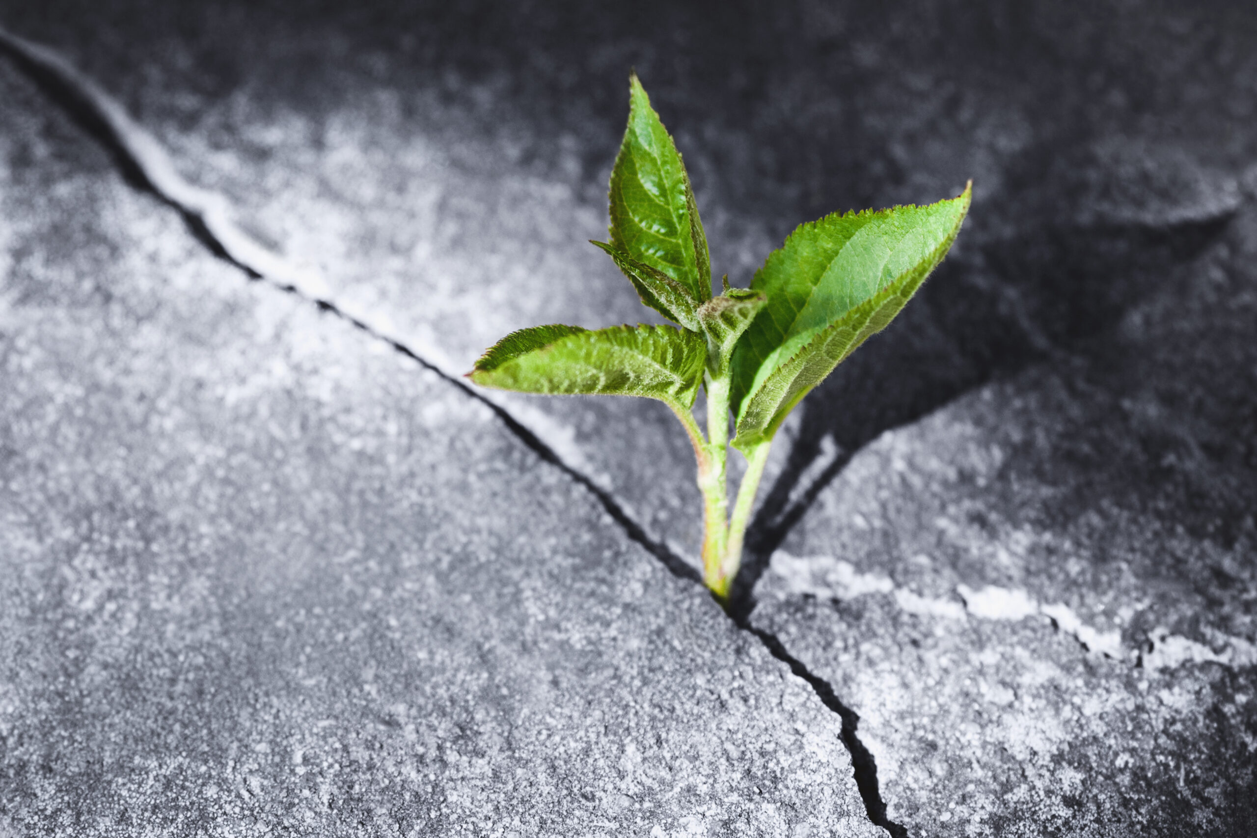 Green sprout growing in stone slab rebirth, revival, resilience and new life concept