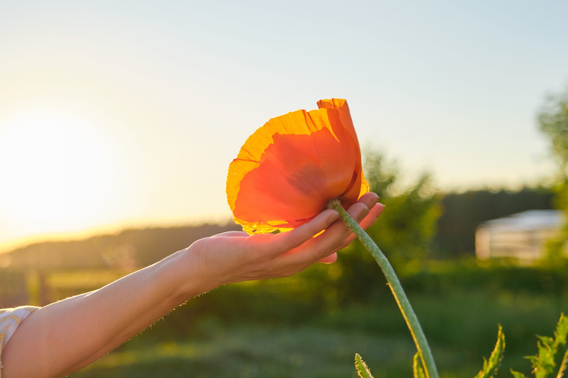 One red poppy flower in woman hand, background green nature